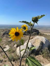 Image result for Helianthus annuus