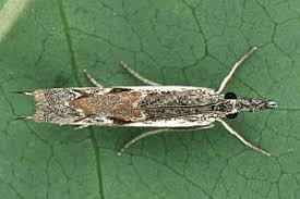 Attēlu rezultāti vaicājumam “Platytes alpinella”