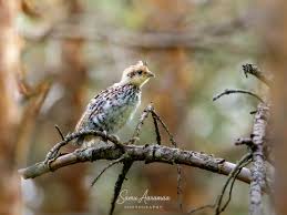 Attēlu rezultāti vaicājumam “Tetrastes bonasia female”