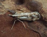 Attēlu rezultāti vaicājumam “Catoptria falsella”