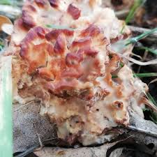 Image result for Podoscypha multizonata