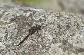 Attēlu rezultāti vaicājumam “Leucorrhinia rubicunda”