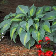 Attēlu rezultāti vaicājumam “Hosta sp. leaf”