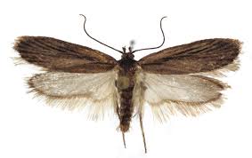 Attēlu rezultāti vaicājumam “Perichaena depressa sessile”