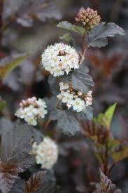 Attēlu rezultāti vaicājumam “Physocarpus opulifolius”