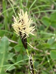 Attēlu rezultāti vaicājumam “Carex caryophyllea flower”