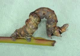 Attēlu rezultāti vaicājumam “Selenia tetralunaria”