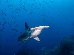 Image result for Sphyrna media