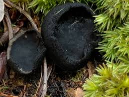 Attēlu rezultāti vaicājumam “Pseudoplectania nigrella”