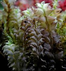 Attēlu rezultāti vaicājumam “Leiocolea rutheana”