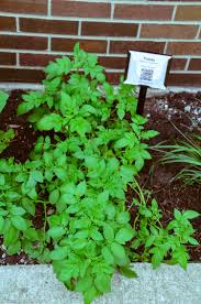 Attēlu rezultāti vaicājumam “Solanum tuberosum”