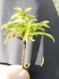 Attēlu rezultāti vaicājumam “Climacium dendroides sporophyte”