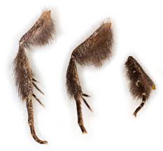 Attēlu rezultāti vaicājumam “Dypterygia scabriuscula”