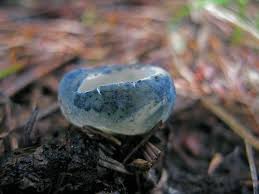 Attēlu rezultāti vaicājumam “Caloscypha fulgens”