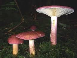 Attēlu rezultāti vaicājumam “Tricholomopsis rutilans”