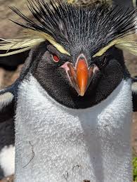 Image result for penguin