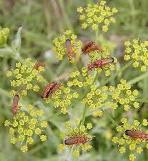 Image result for Pastinaca sativa