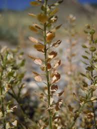 Attēlu rezultāti vaicājumam “Lepidium densiflorum fruit”