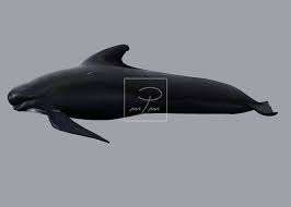 Image result for Globicephala melas