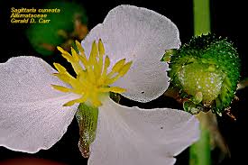 Attēlu rezultāti vaicājumam “Alismataceae”