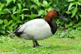 Image result for Aythya valisineria