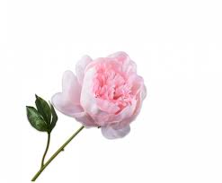 Image result for Pfingstrose