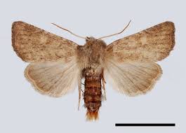 Attēlu rezultāti vaicājumam “Chortodes fluxa”