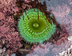 Image result for sea Anemone