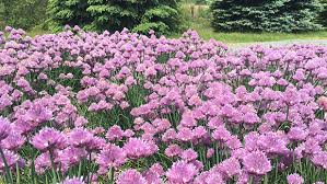Image result for Allium schoenoprasum