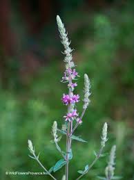 Attēlu rezultāti vaicājumam “Lythrum salicaria fruit”