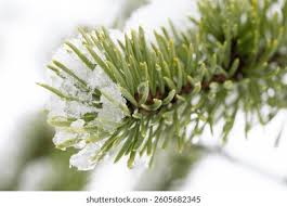 Attēlu rezultāti vaicājumam “Abies sibirica”