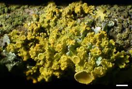 Attēlu rezultāti vaicājumam “Xanthoria polycarpa”