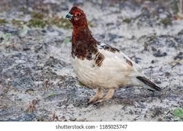 Attēlu rezultāti vaicājumam “Lagopus lagopus male”