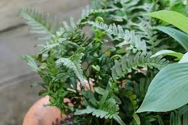 Attēlu rezultāti vaicājumam “Polypodium vulgare”