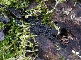 Attēlu rezultāti vaicājumam “Ruzenia spermoides”