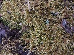 Attēlu rezultāti vaicājumam “Pleurozium schreberi sporophyte”