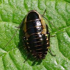 Attēlu rezultāti vaicājumam “Ectobius sylvestris male”