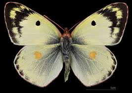 Attēlu rezultāti vaicājumam “Colias palaeno male”