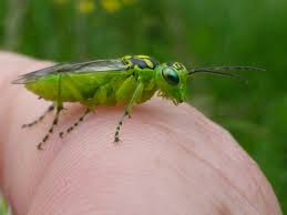 Attēlu rezultāti vaicājumam “Rhogogaster viridis”