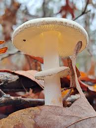 Attēlu rezultāti vaicājumam “Amanita citrina”
