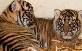 Afbeeldingsresultaat voor tijgers