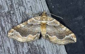 Attēlu rezultāti vaicājumam “Pelurga comitata”