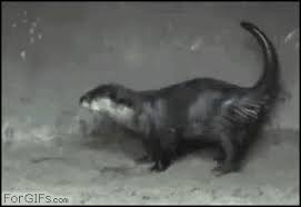 Image result for Otters Old Time Dance Club
