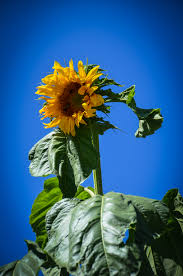 Image result for Helianthus annuus