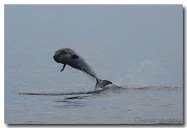 Image result for Kogia breviceps