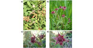 Attēlu rezultāti vaicājumam “Comarum palustre flower”