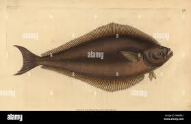 Image result for Hippoglossus hippoglossus