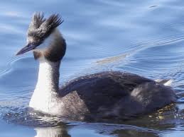 Attēlu rezultāti vaicājumam “Podiceps cristatus juvenile”