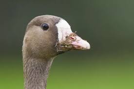 Attēlu rezultāti vaicājumam “Anser albifrons adult”