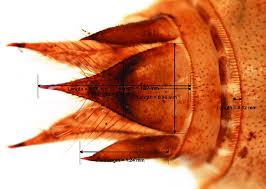 Attēlu rezultāti vaicājumam “Libellula quadrimaculata exuvia”